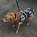 ECO CAPA ANDES CAMUFLAJE VERDE M