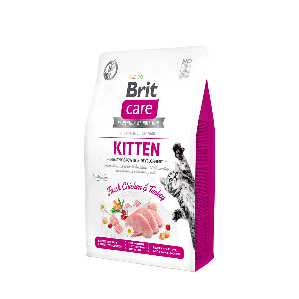 BRIT CAT KITTEN 